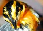 Blackburnian Warbler